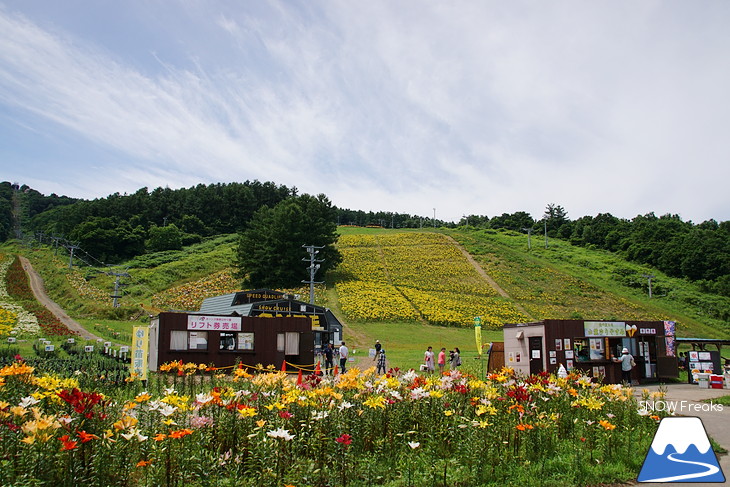 オーンズ春香山ゆり園 今年も綺麗な『ゆり』のシーズン到来♪